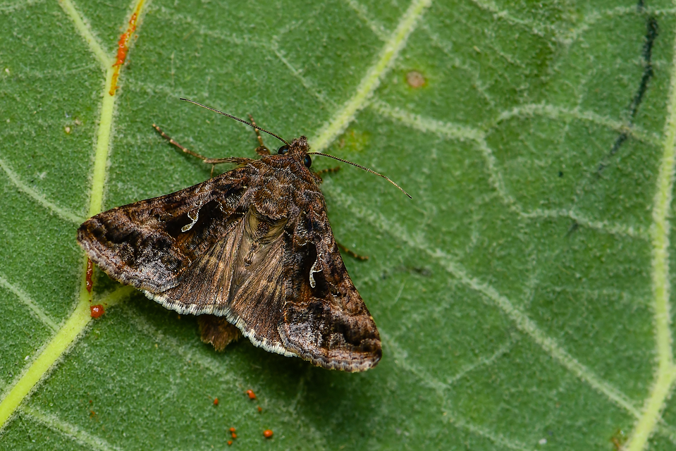 Autographa gamma - gammalepke