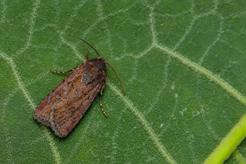 Euxoa tritici/nigrofusca/eruta