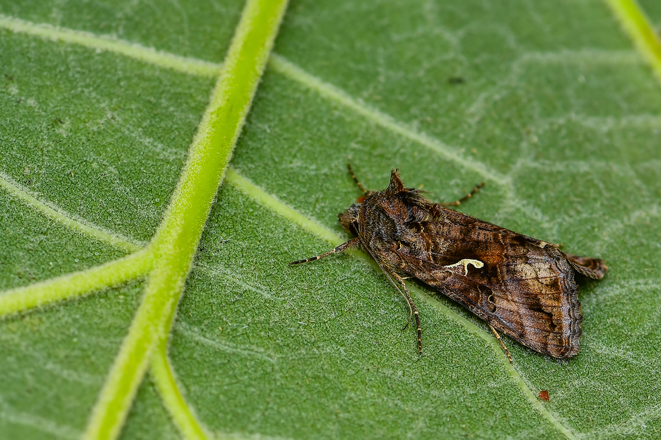 Autographa gamma - gammalepke