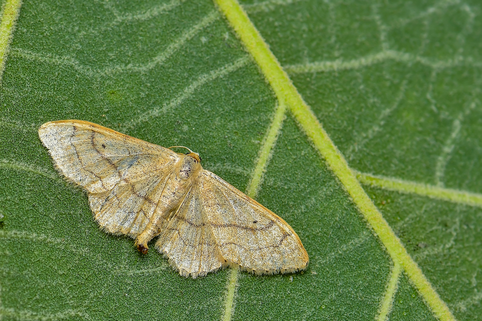 Idaea aversata - nagy sávosaraszoló