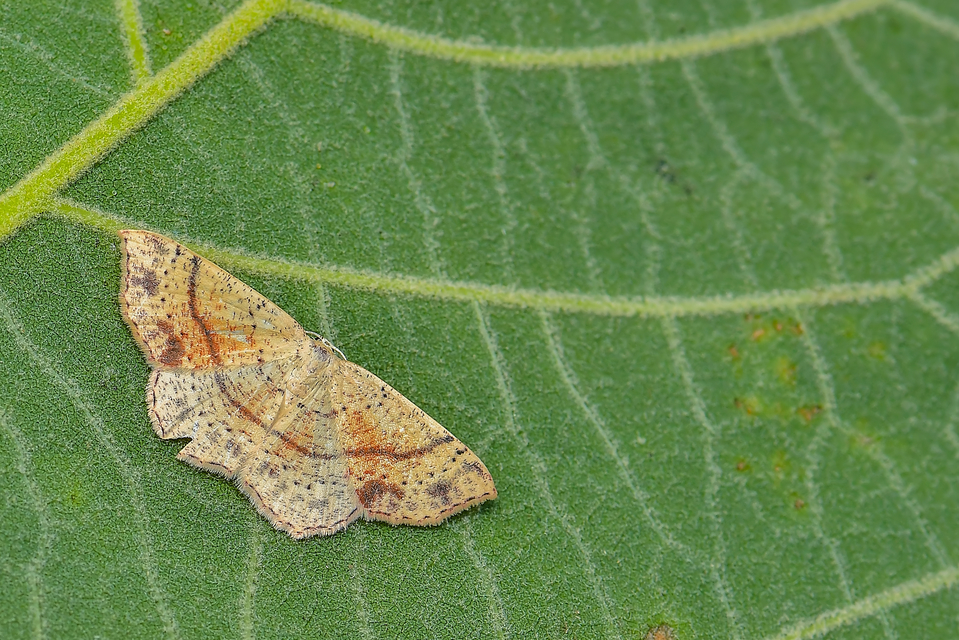 Cyclophora punctaria - sávos pettyesaraszoló