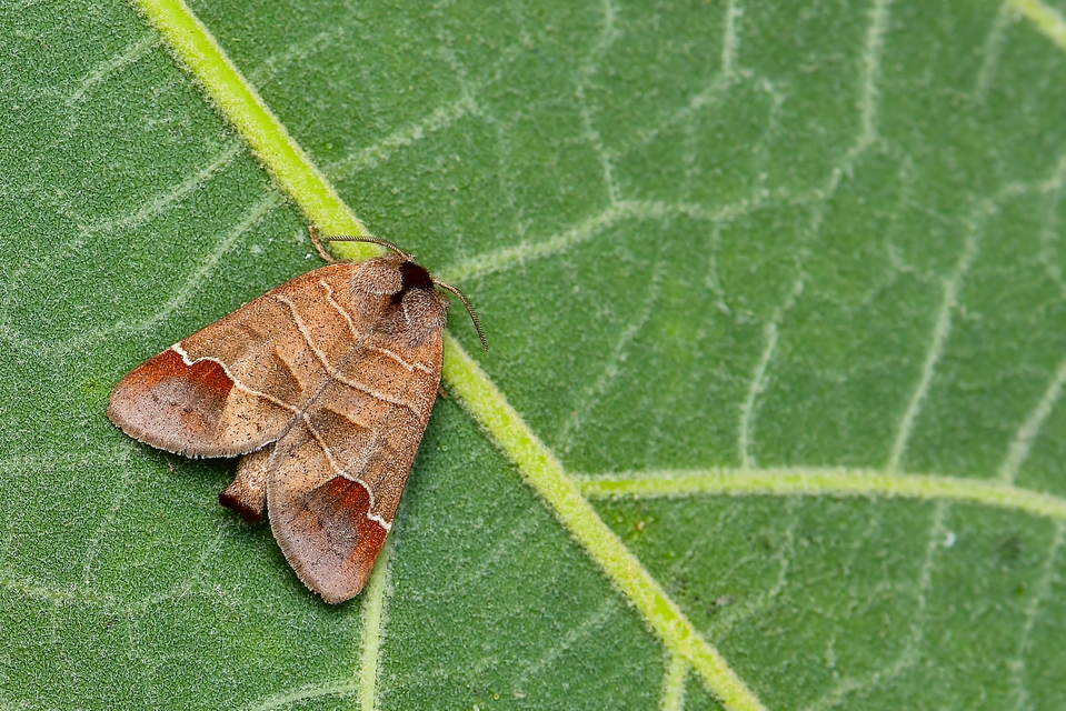 Clostera curtula - rövidszárnyú levélszövő