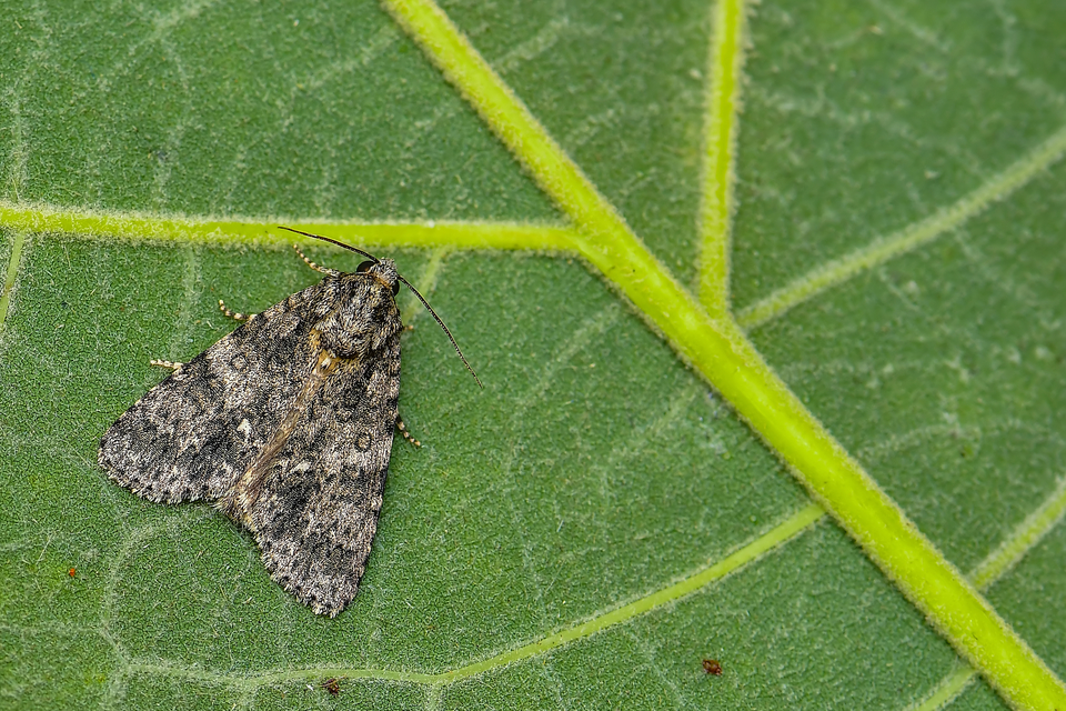 Acronicta rumicis - sóska-szigonyosbagoly