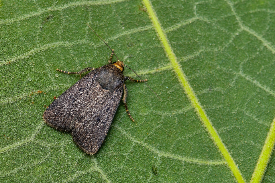 Amphipyra tragopoginis - bakszakállbagoly