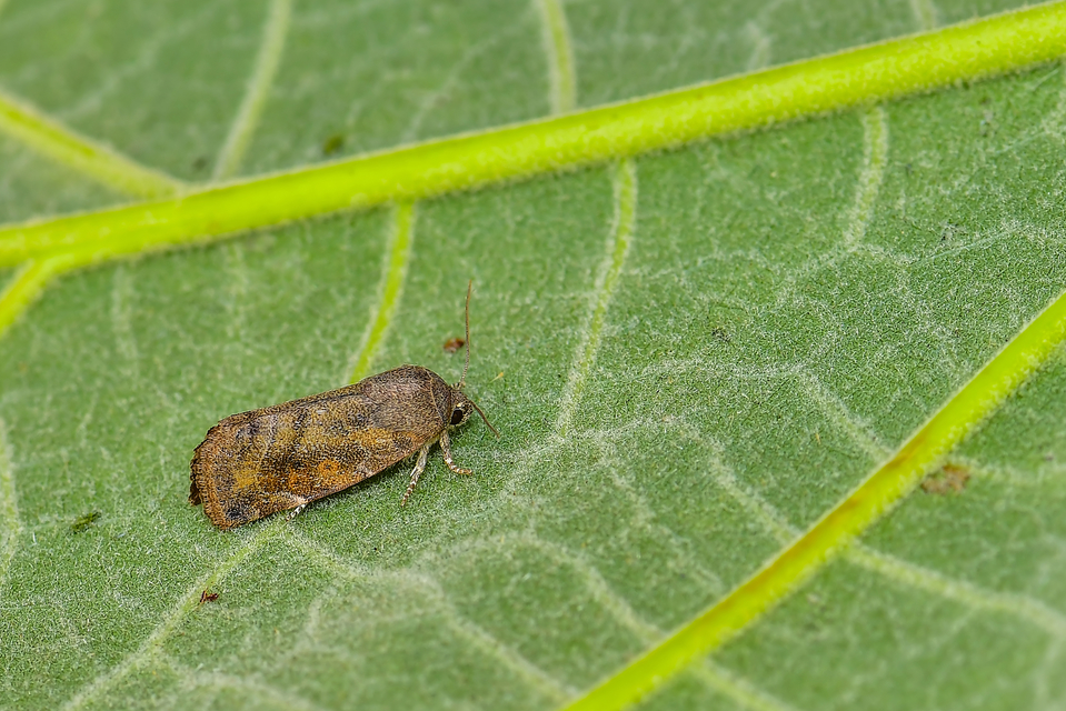 Cosmia affinis - barna lombbagoly
