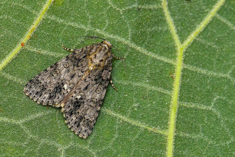 Acronicta rumicis - sóska-szigonyosbagoly