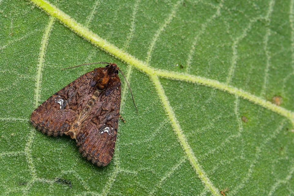 Mesapamea secalella/secalis