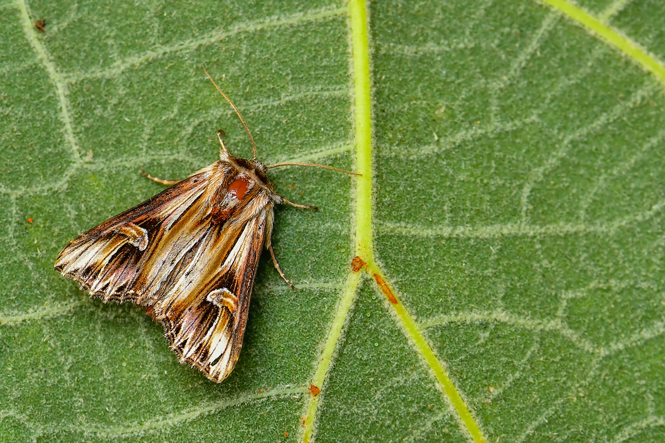 Actinotia polyodon - nagy sugarasbagoly