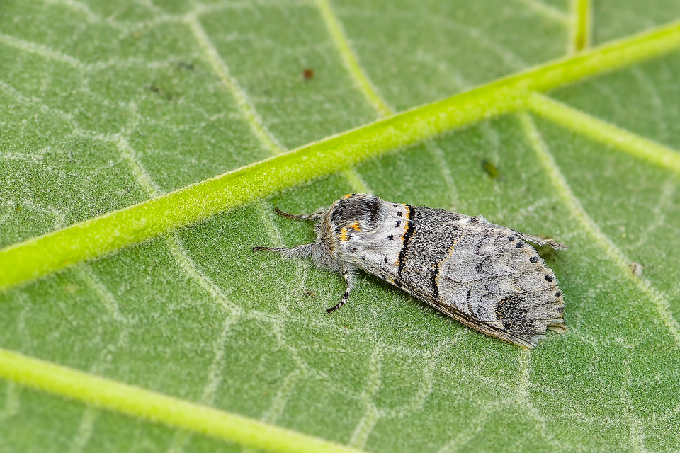 Furcula furcula - szürke púposszövő