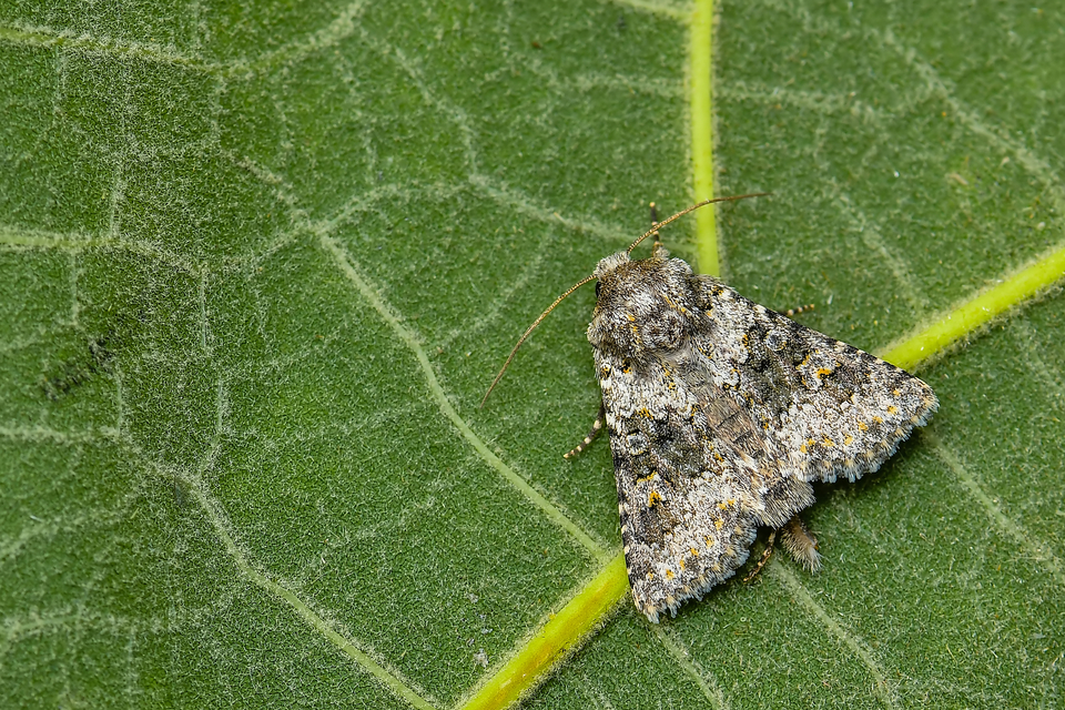 Hecatera dysodea - parajbagoly