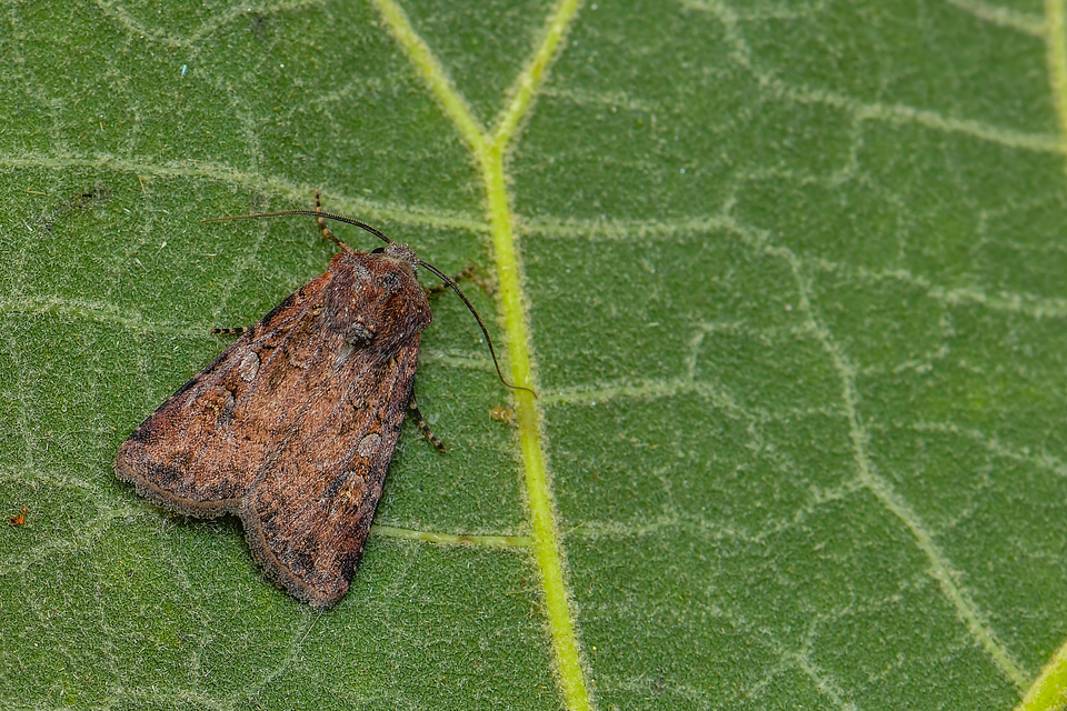 Euxoa tritici/nigrofusca/eruta