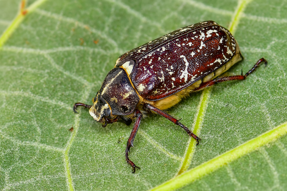 Polyphylla fullo - csapó cserebogár
