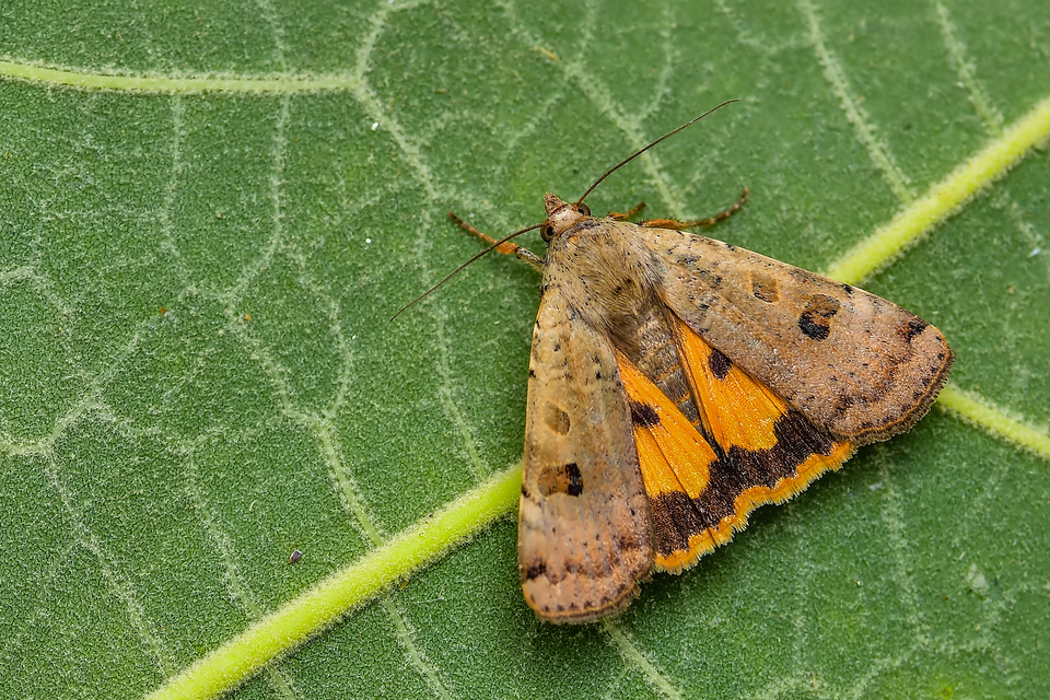 Noctua interposita - köztes sárgafűbagoly