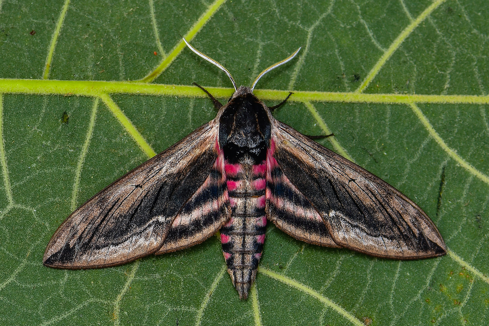 Sphinx ligustri - fagyalszender