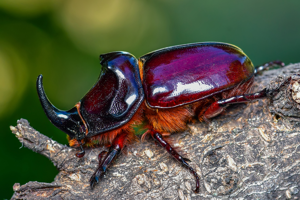 Oryctes nasicornis - orrszarvú bogár