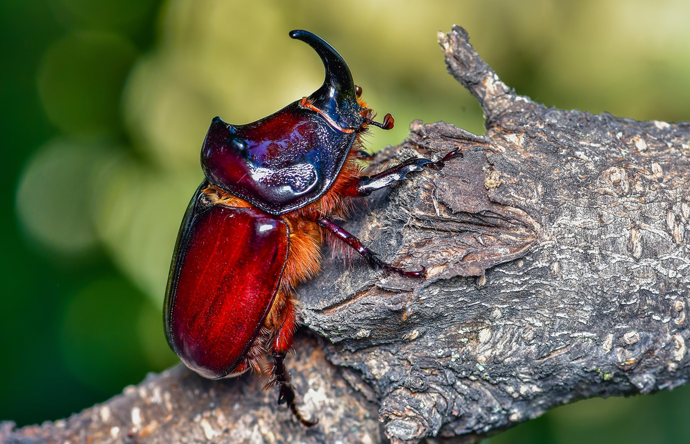 Oryctes nasicornis - orrszarvú bogár