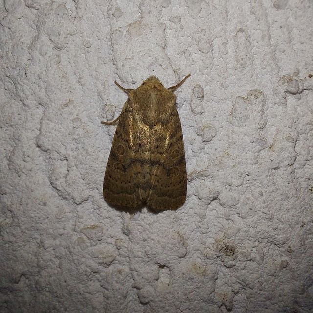 Hoplodrina octogenaria - barna selymesbagoly