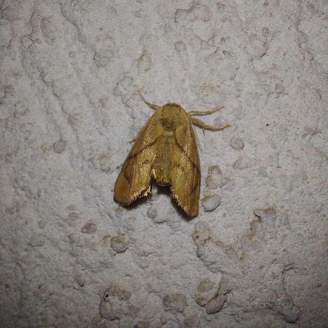 Apoda limacodes - kagylólepke