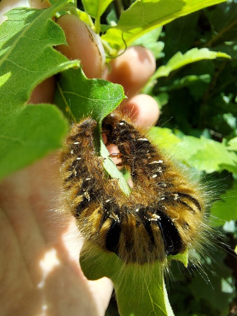 Lasiocampa quercus - tölgyfaszövő