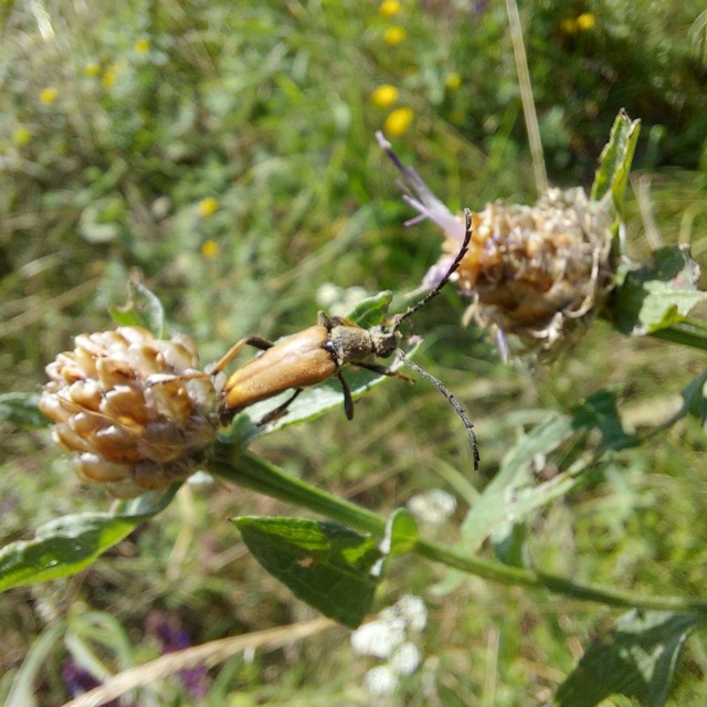 Stictoleptura rubra - vörös virágcincér
