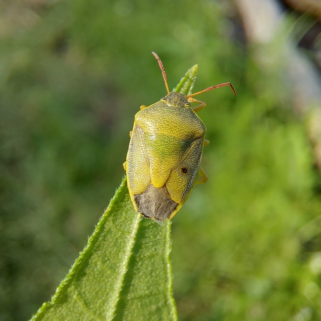 Piezodorus lituratus - bíboros címerespoloska Piezodorus lituratus - bíboros címerespoloska