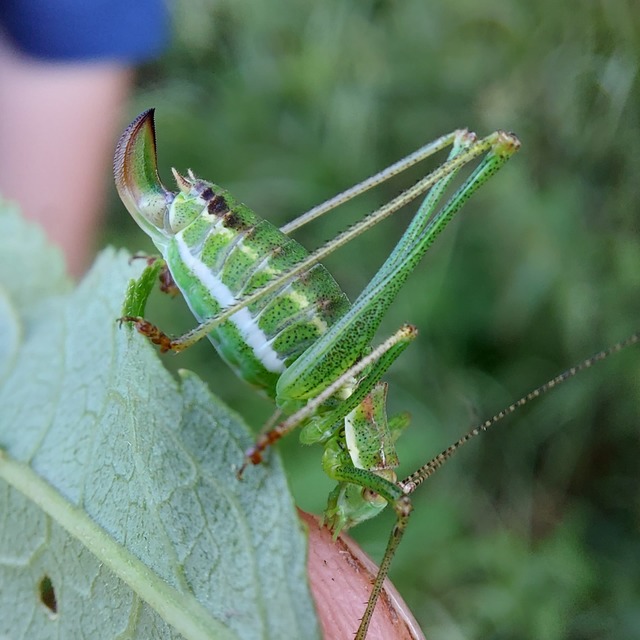 Leptophyes albovittata - közönséges virágszöcske