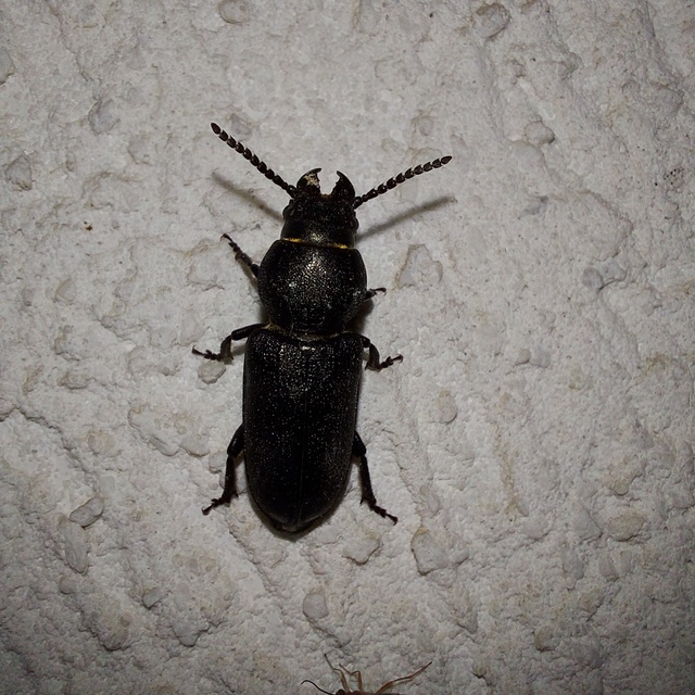 Spondylis buprestoides - erdei félcincér