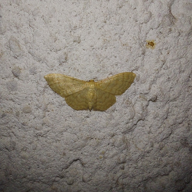 Idaea dilutaria - napvirág-apróaraszoló
