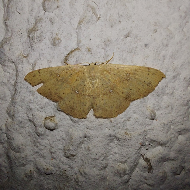 Cyclophora porata - körös pettyesaraszoló