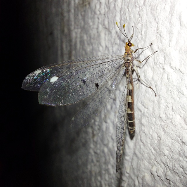 Megistopus flavicornis - kétfoltos hangyaleső