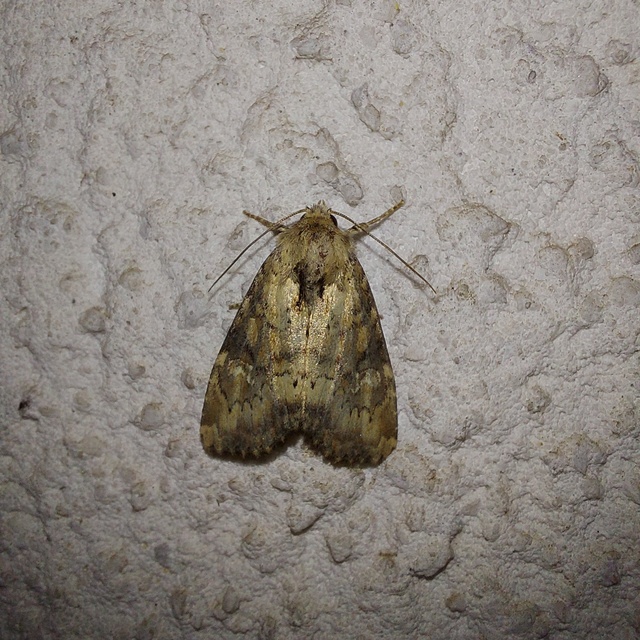Loscopia scolopacina - csinos dudvabagoly