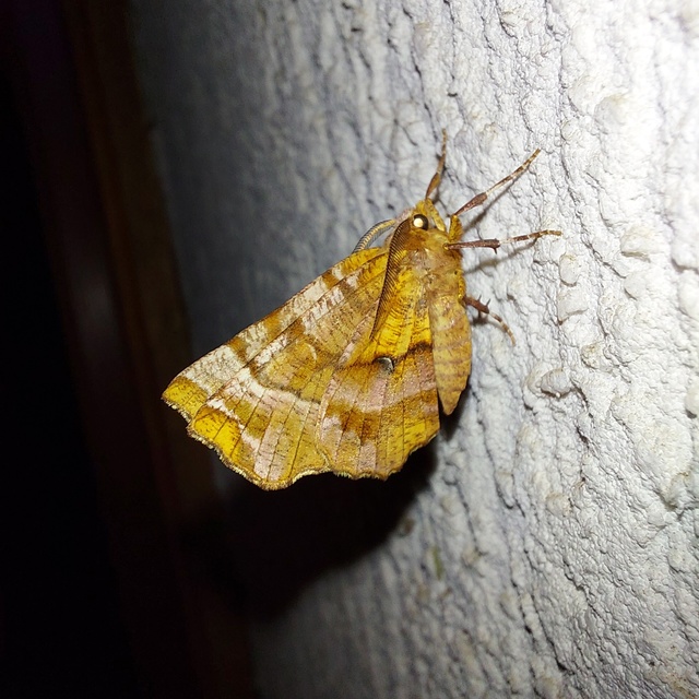 Selenia dentaria - kétfoltos holdasaraszoló
