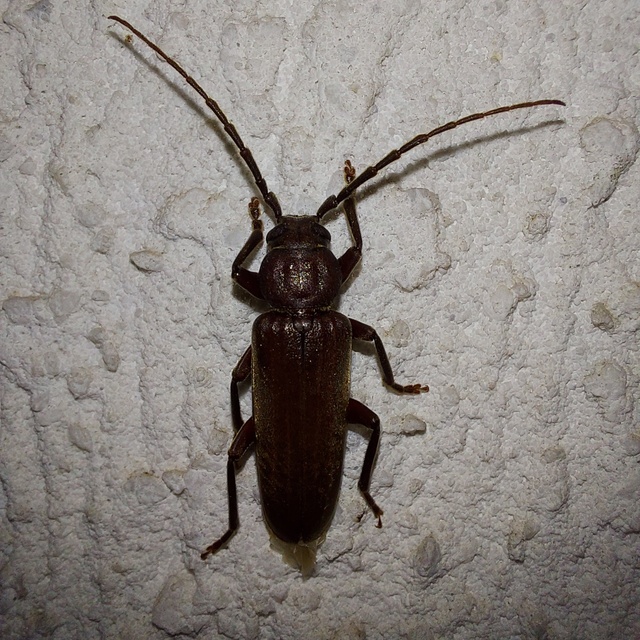 Arhopalus rusticus - gödrösnyakú cincér