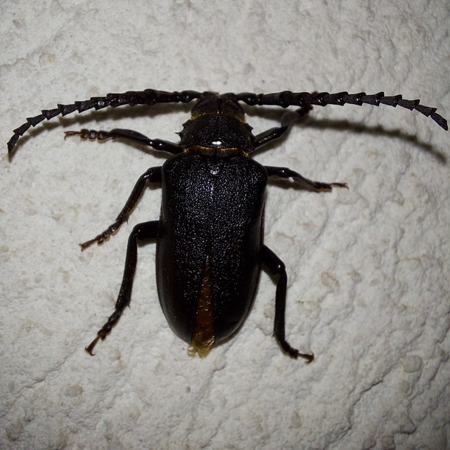 Prionus coriarius - csőszcincér