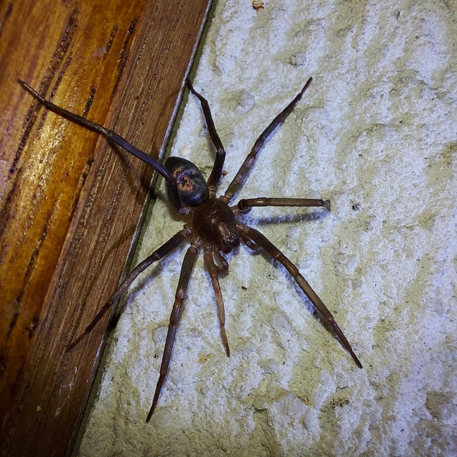 Drapeta rutilans - csillogó avarpók