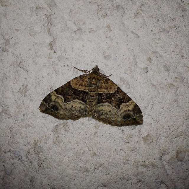 Xanthorhoe biriviata - kétsávos tarkaaraszoló