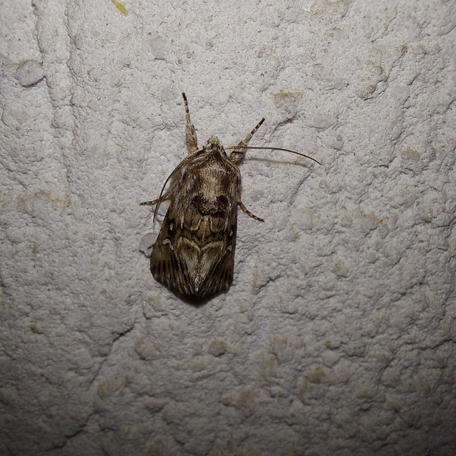 Calophasia lunula - gyújtoványfű-apróbagoly