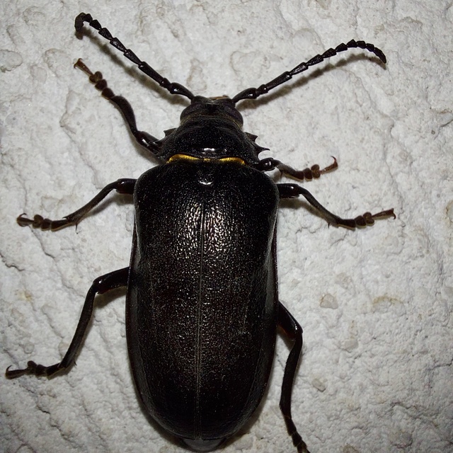 Prionus coriarius - csőszcincér