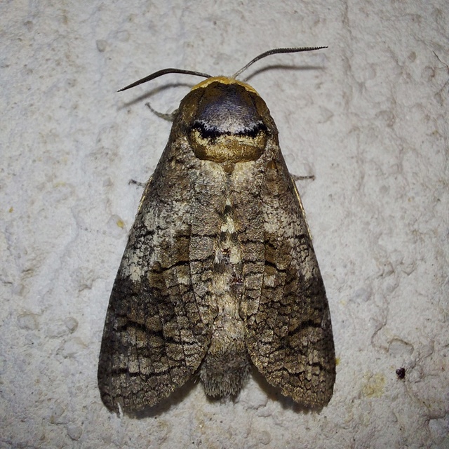 Cossus cossus - fűzfarontólepke