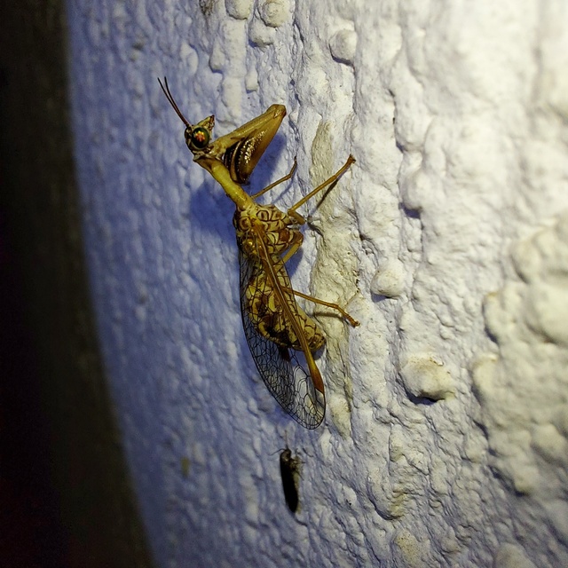 Mantispa styriaca - kétszínű fogólábú-fátyolka