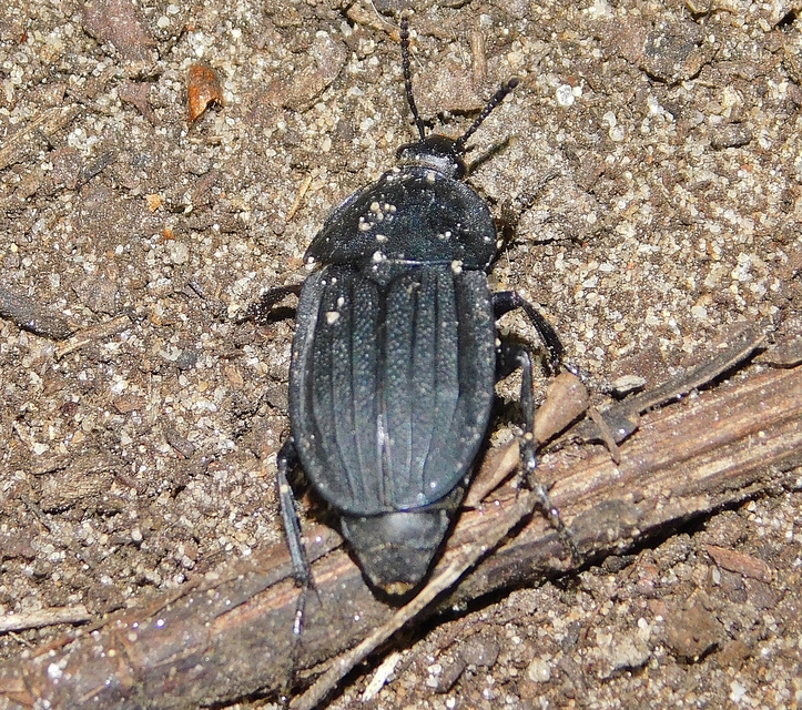 Silpha obscura - közönséges dögbogár