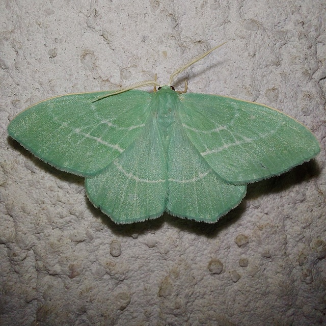 Hemistola chrysoprasaria - kékes zöldaraszoló