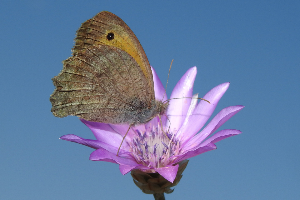 Hyponephele lupina - homoki ökörszemlepke