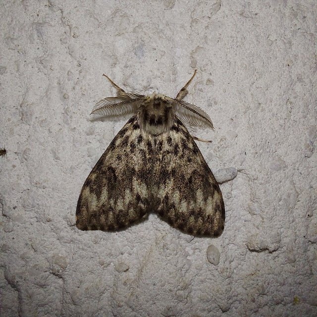 Lymantria monacha - apácalepke