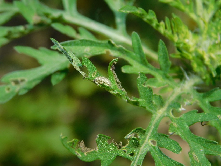 Ophraella communa - parlagfű-olajosbogár