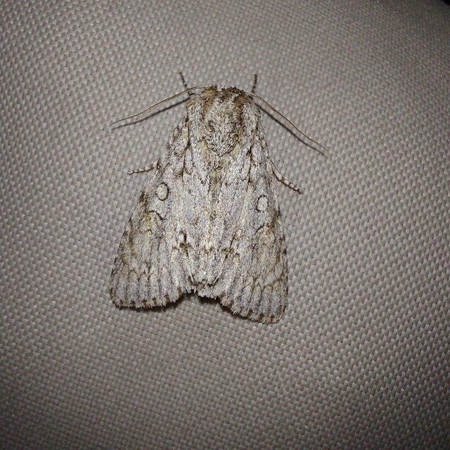 Acronicta aceris - vadgesztenye-szigonyosbagoly