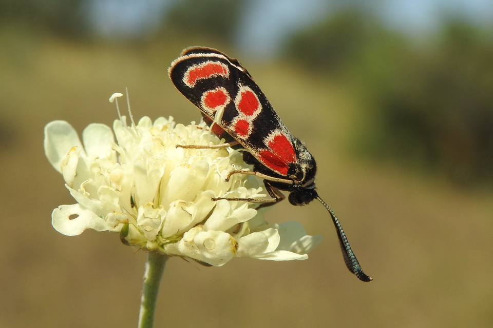 Zygaena carniolica - fehérgyűrűs csüngőlepke