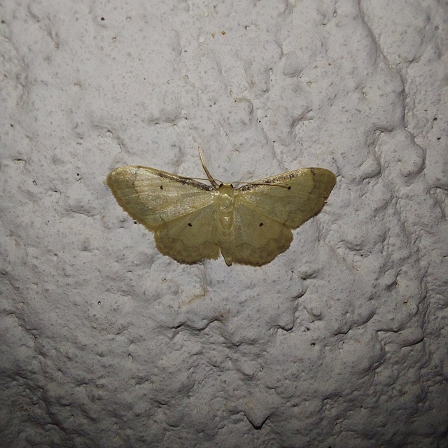 Idaea politaria - vonalas apróaraszoló