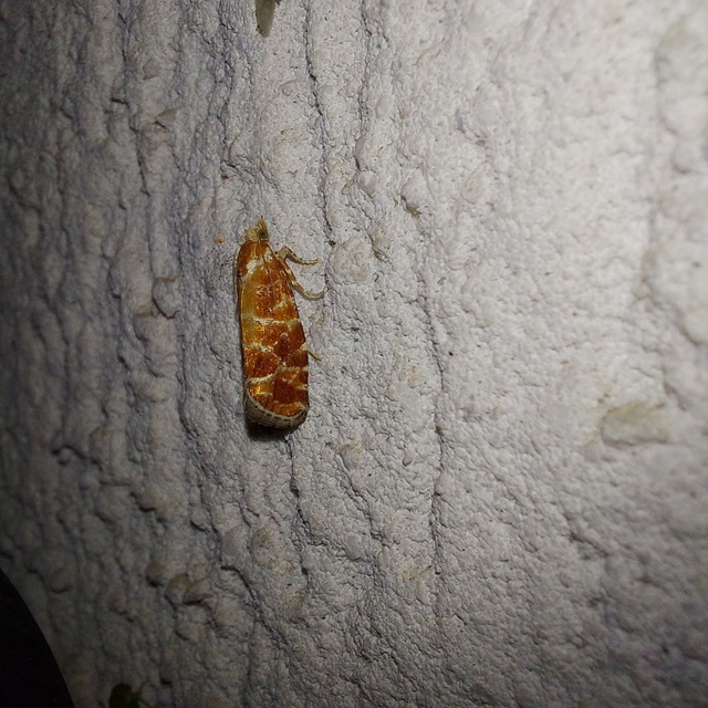 Rhyacionia
