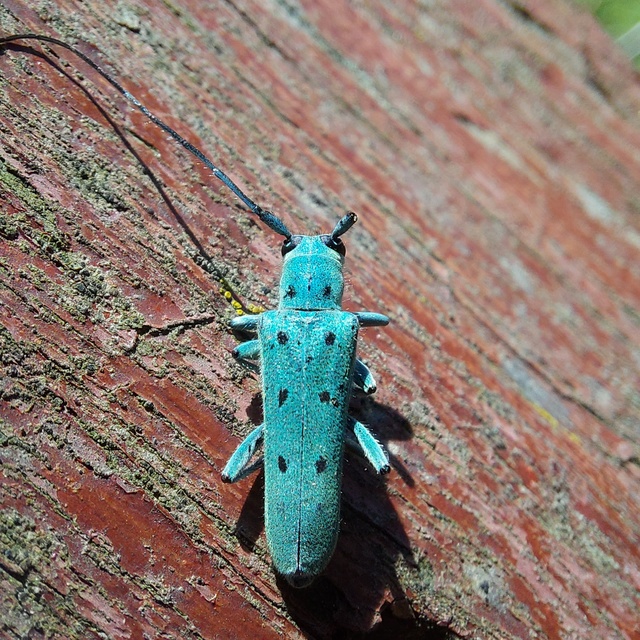 Saperda octopunctata - nyolcpontos cincér